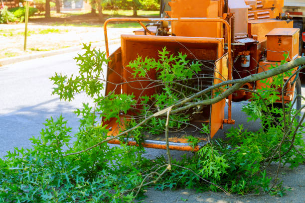 Tree Health Inspection in Continental, OH